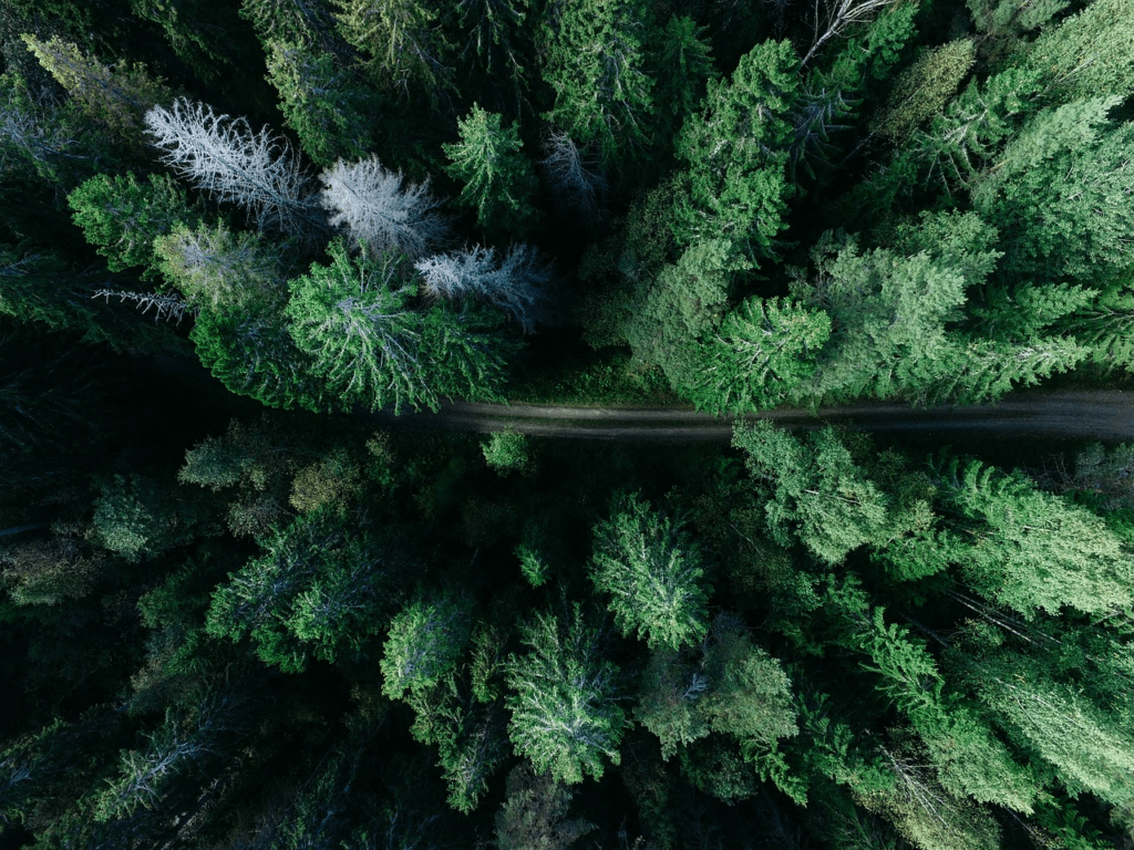 Tree, Catalyst that converts Carbon Dioxide into Acetic Acid